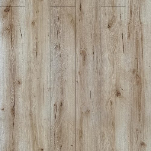 Conifer Oak