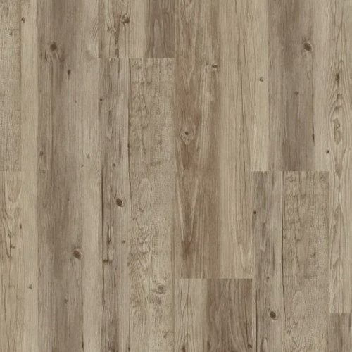 Forest Pine