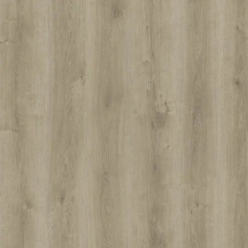 Himalayan Grey